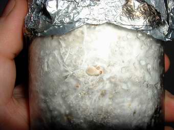 Photo of fully colonized substrate jar. Source: Fungifun.