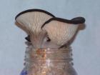 Oyster Mushrooms fruiting from quart jar of coco-coir and sawdust