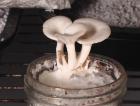 Elm Oysters fruting on BRF cake