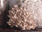 Oyster Mushrooms pinning on Sawdust