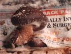Shiitake mushroom fruiting from recycled telephone book